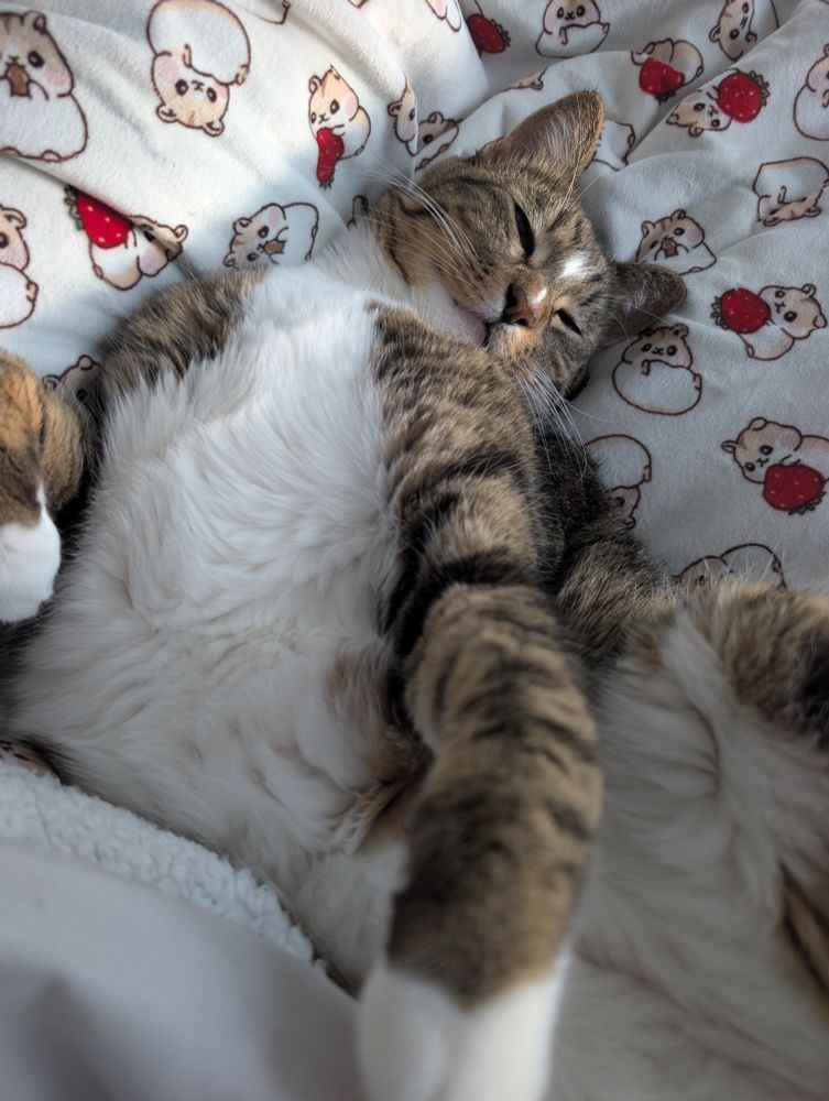A brown and black tabby with a white tummy, asleep on a hamster/strawberry printed blanket