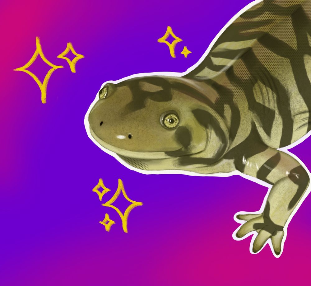 Digital painting of the front half of a barred tiger salamander