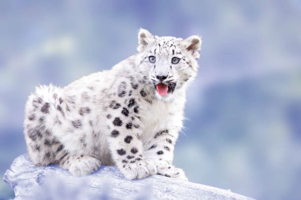 Stock photo of a young snow leopard on a log, mouth comically open as if surprised, on a soft blue and white toned background. 