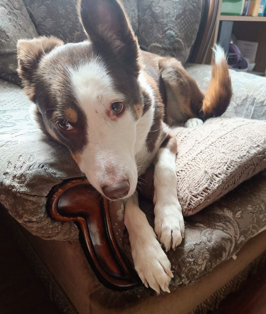 Bambi perches on the edge of her armchair, one ear pricked all the way up, and her eyes turned anxiously sideways