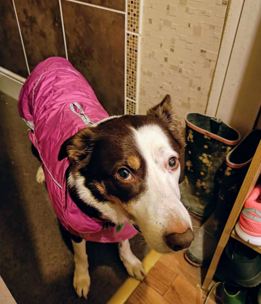 Bambi looks reproachfully up at the camera, wearing a bright pink quilted jacket with silver trim