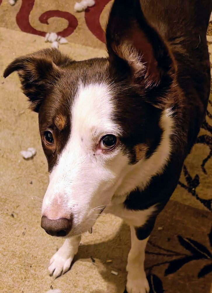 Bambi looks up at the camera with a definite eyeroll