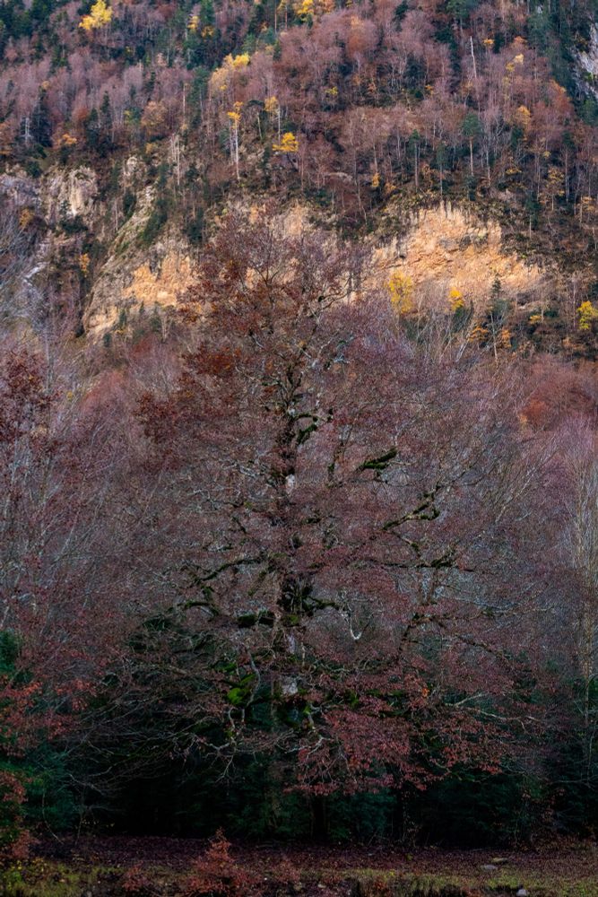Español: un gran árbol de ramas desnudas y musgo verde se alza en medio del bosque, con una montaña rocosa y árboles otoñales al fondo.

Aragonés: un gran arbol de ramas espulladas y molsa verda s'alza enmeyo d'a selva, con una montaña rocosa y arbols agorrencos a lo fondo.
