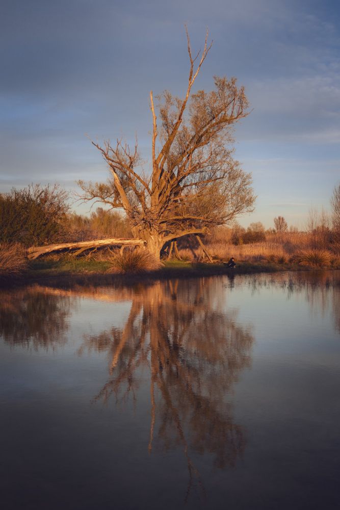 Fotografía vertical que muestra un gran árbol sin hojas a la luz del atardecer. El árbol se encuentra a la orilla de una alberca (la alberca de Cortés, en Huesca), donde se refleja.