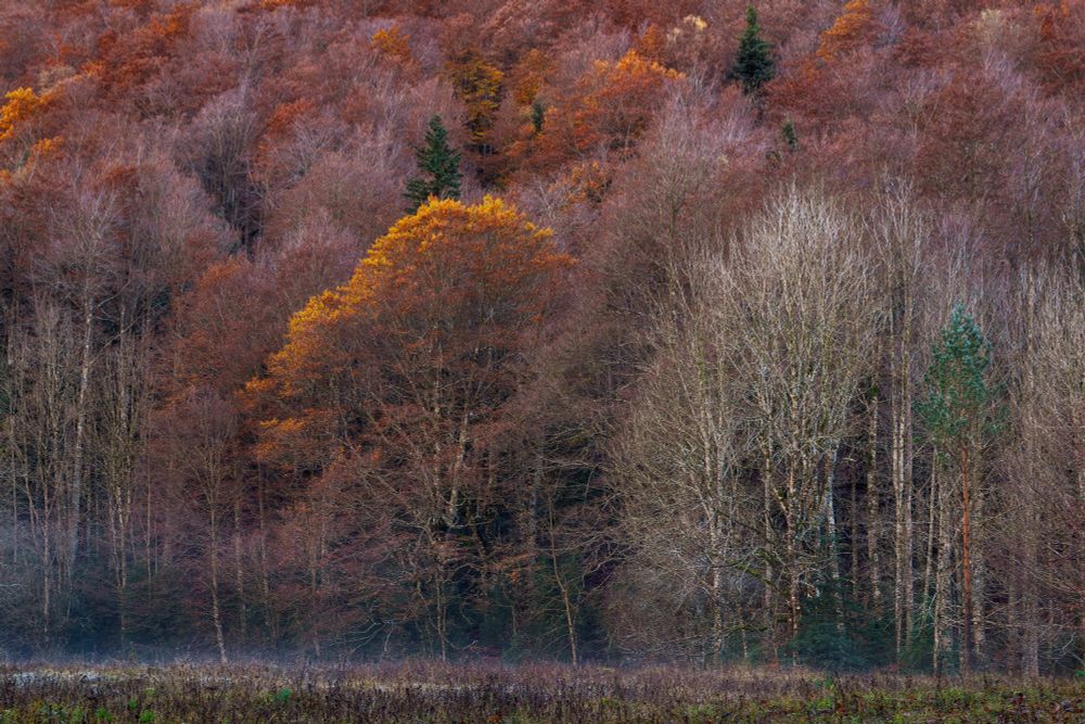 Español: Bosque otoñal con árboles de hojas rojizas, anaranjadas y doradas mezclados con troncos desnudos y pinos verdes. Una ligera neblina cubre el suelo, creando una atmósfera tranquila y melancólica.

Aragonés: Selva agorrenca con arbols de fuellas royiscas, anaranchadas y doradas mezclaus con troncos espullaus y pinos verdes. Una lixera zillo cubre o suelo, creando una atmosfera tranquila y malinconica.