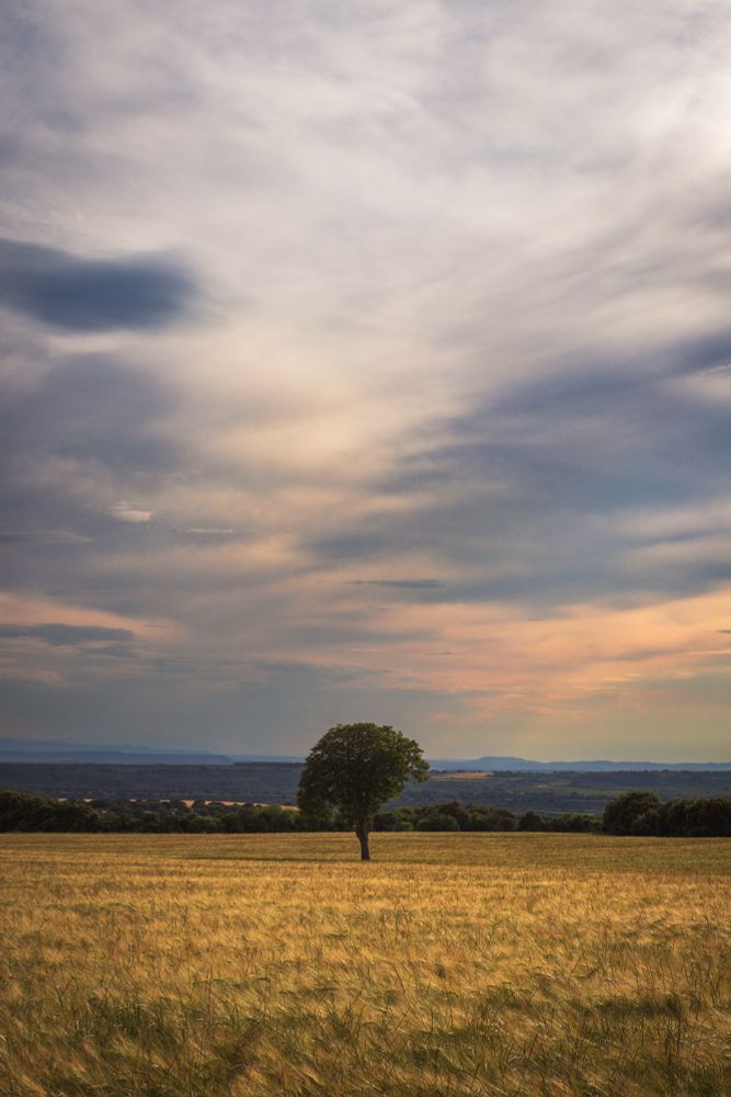 Fotografía vertical donde se ve un árbol solitario en un campo en el tercio inferior de la foto. Sobre él, un cielo de nubes y colores del atardecer.
