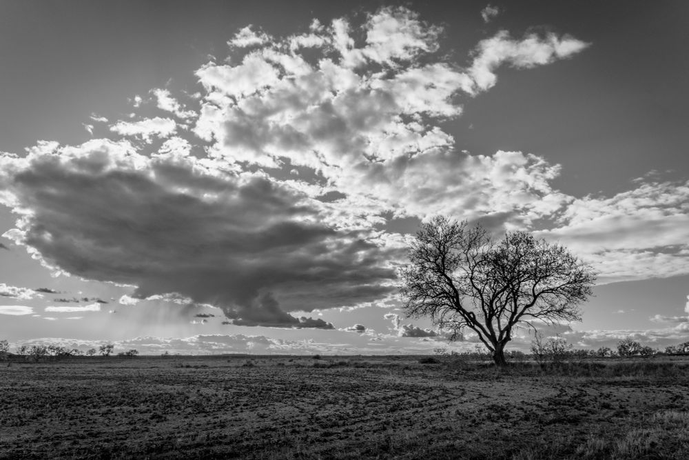Fotografía en blanco y negro que muestra un campo con un árbol a la derecha y una gran nube encima, detrás de la cual se puede ver algún tipo de luz del atardecer.