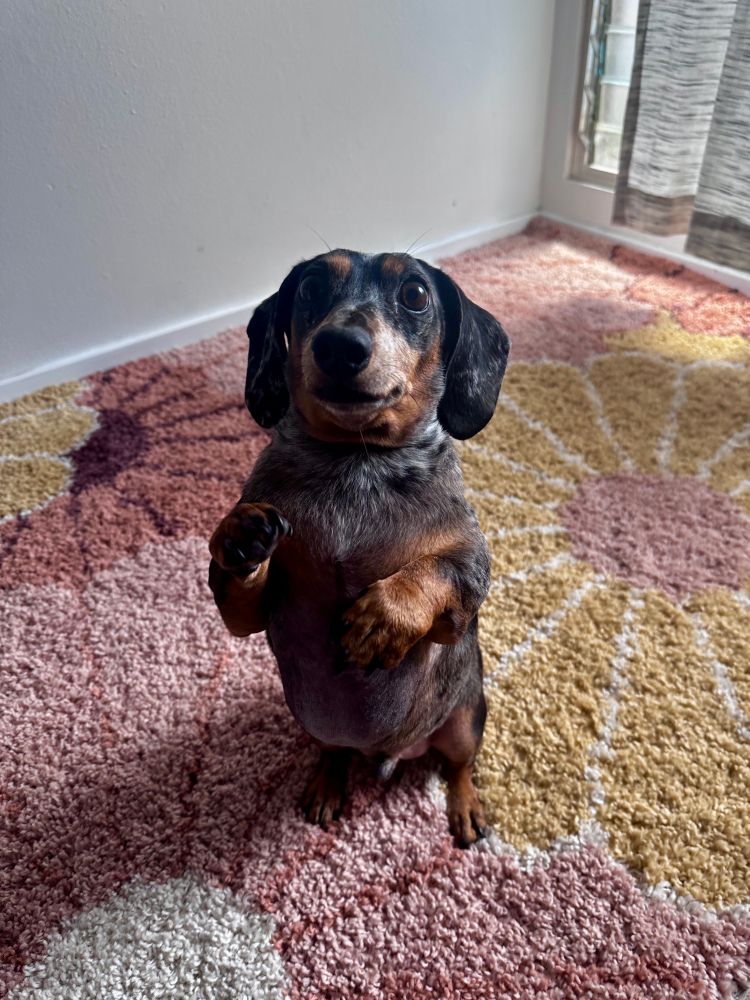 Weener dog sanding on two back legs like a meerkat 