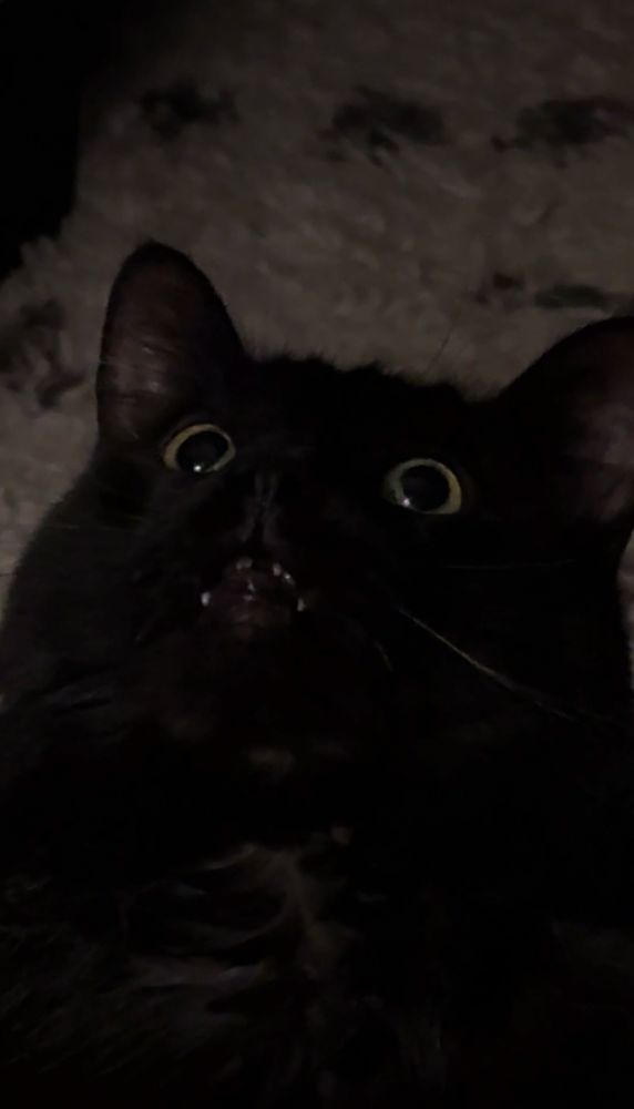 A black cat looking at a toy 