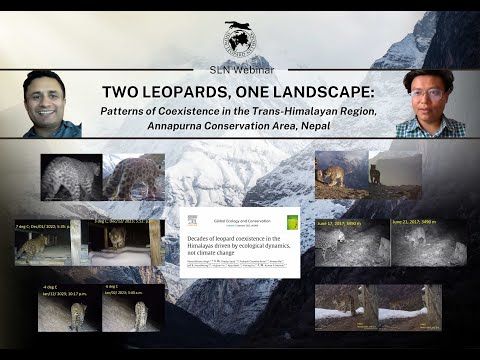 SLN Webinar: Two leopards, One Landscape