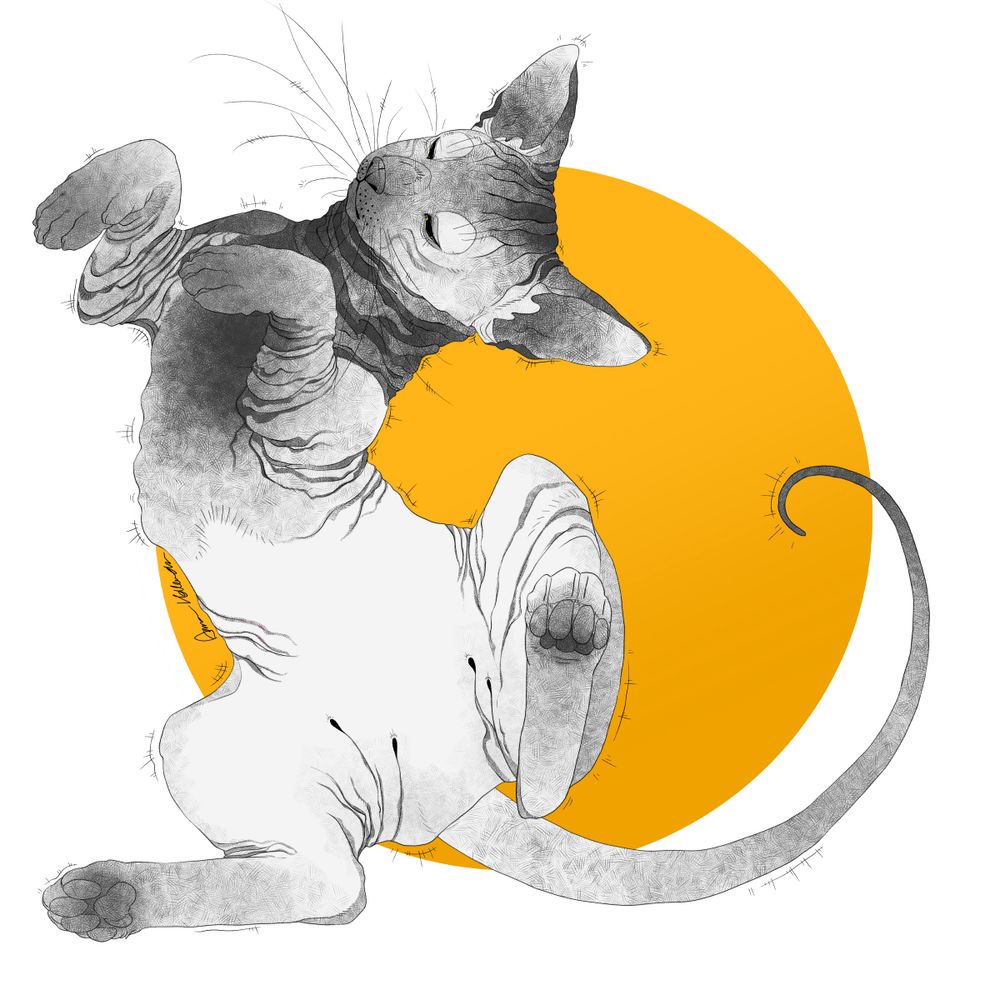 Stretching sphynx cat with an orange sun as bg
