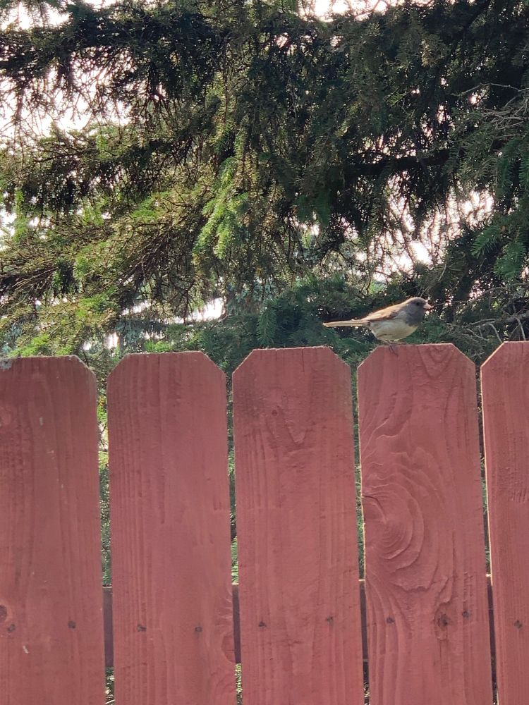 A black and white bird on a red fence.