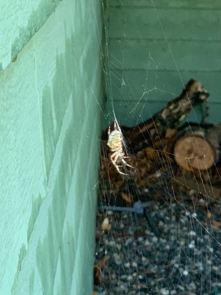 A spider on a web outside of a green house with birch tree logs in the background.