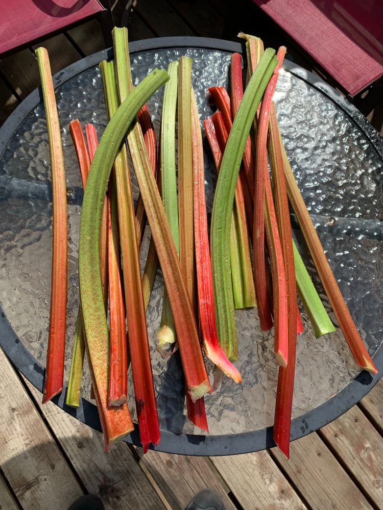 Rhubarb stalks on a glass black rimmed table.