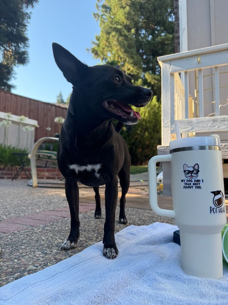 italian greyhound / eat terrier / butthead mix. hes a little beefy chunk boy with black fur and white chest marking that looks like the pi sign. big ears. bug smile