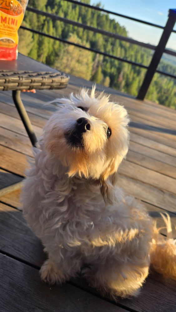 This sweet girl is an angel. maltipoo in the sun.
