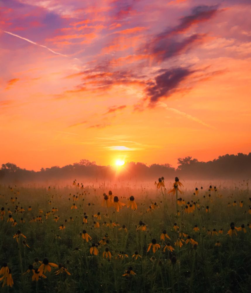 Vivid sunrise over a misty prairie filled with yellow coneflowers

Hadley Valley, Illinois 