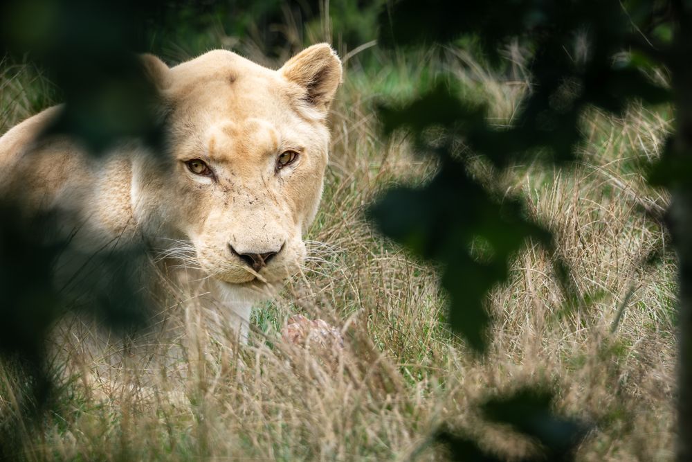Lioness lying in dry grass, looking directly toward the camera through gaps in dark green leaves, with soft foliage framing the edges of the image.