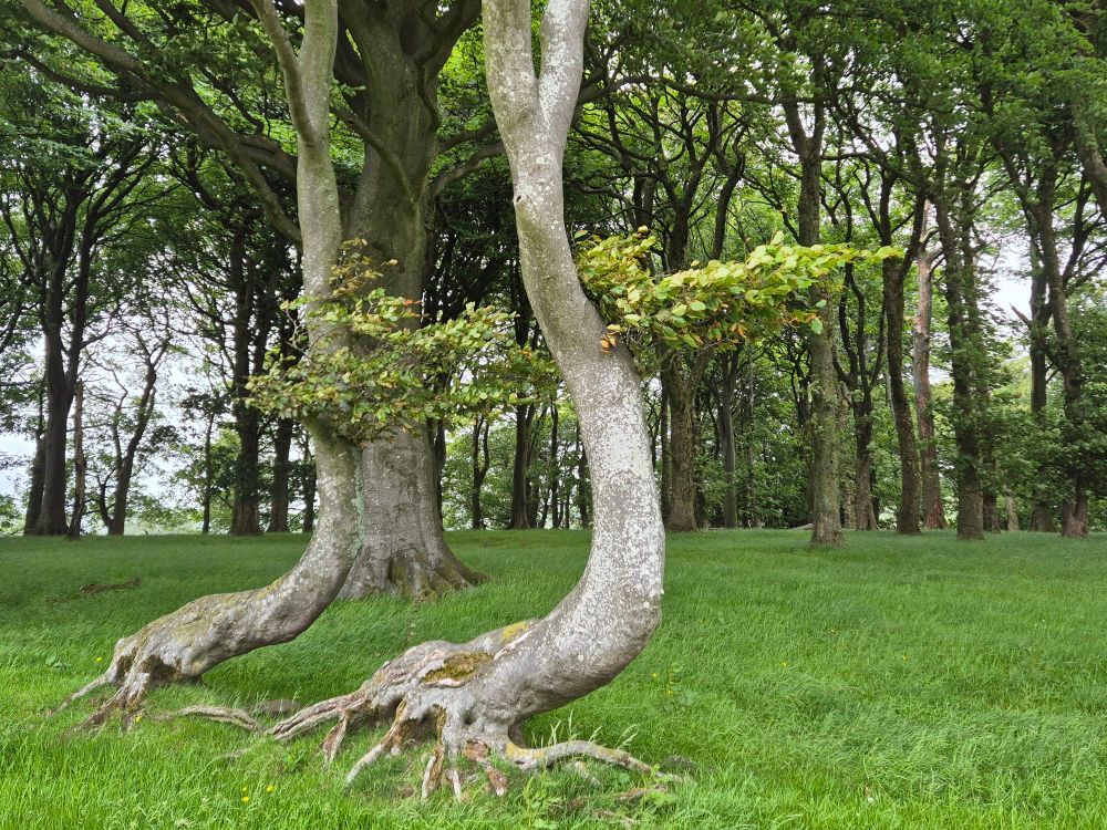 Two trees with very bendy trunks and exposed roots standing in the foreground against a backdrop of a large cluster of trees with many wiggly branches and a vibrant green canopy of leaves. 
