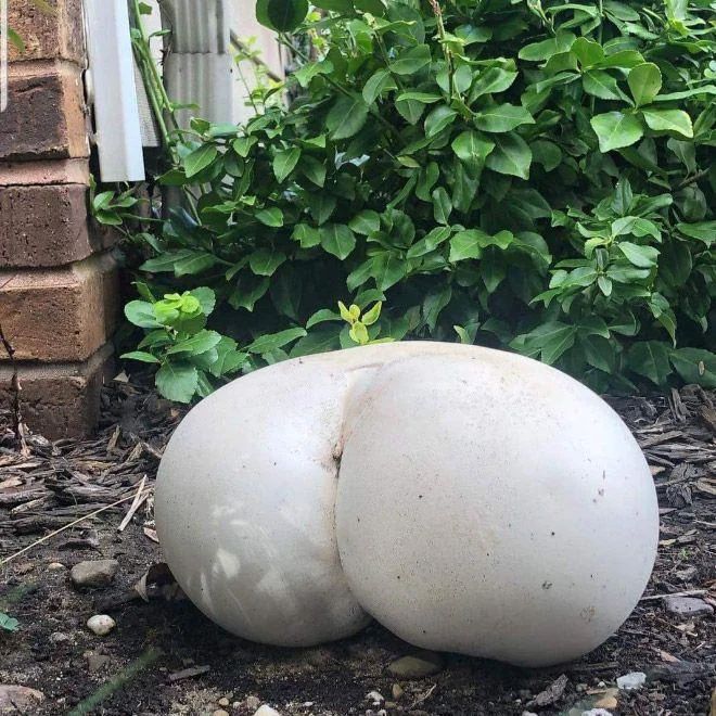 A mushroom resembling an ass