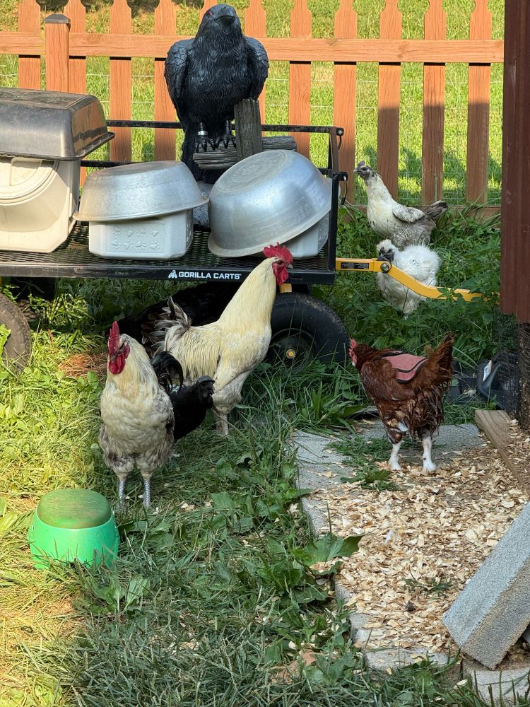 Photo of two roos and 4 hens standing around food bins and a crow statue. The red hen has bubbles on her legs and beak.