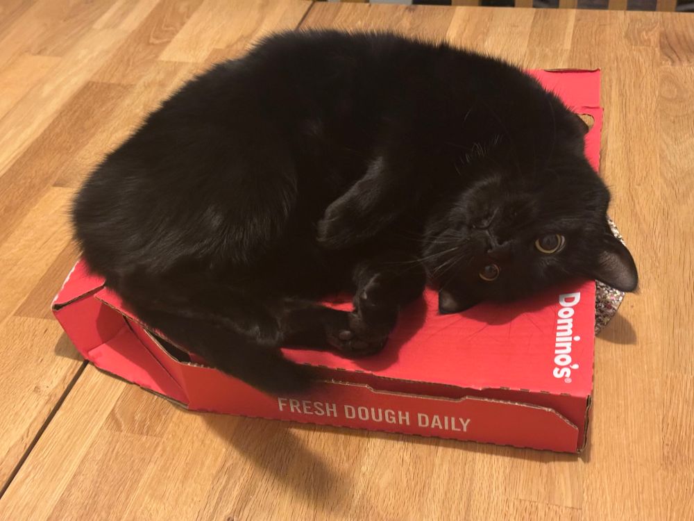 A black cat called Stobbinge lying on a Dominos pizza box