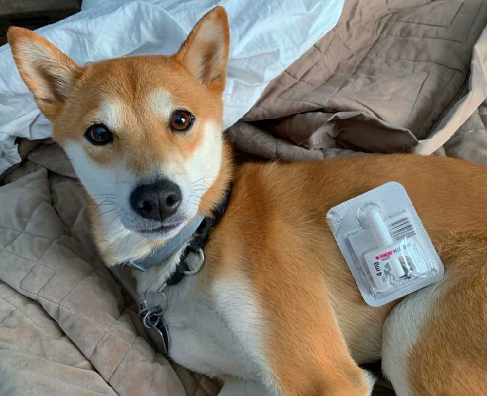 The most photogenic Shiba Inu in the world modeling a blister pack Narcan (naloxone) nasal atomizer