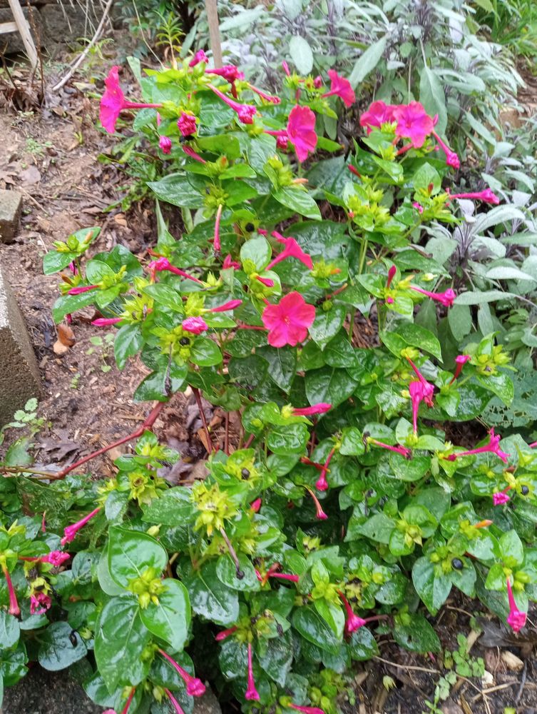 Red trumpet-shaped flowers with rich green leaves in front of a sage plant.