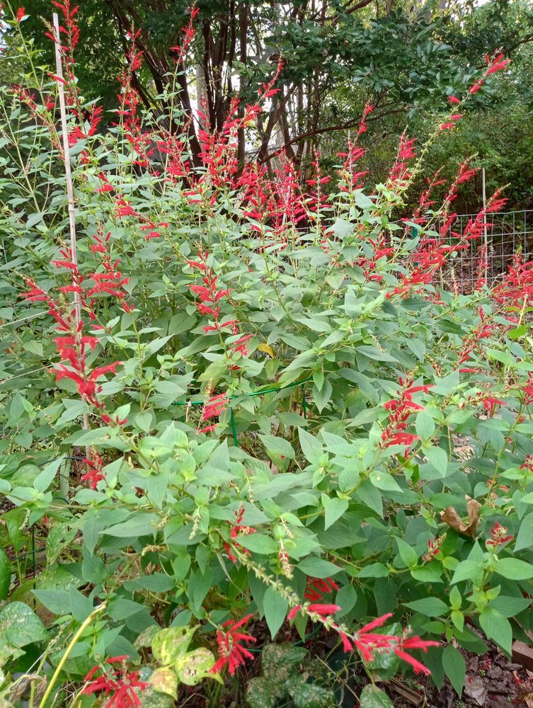 Bushy, green plant with spiky red flowers