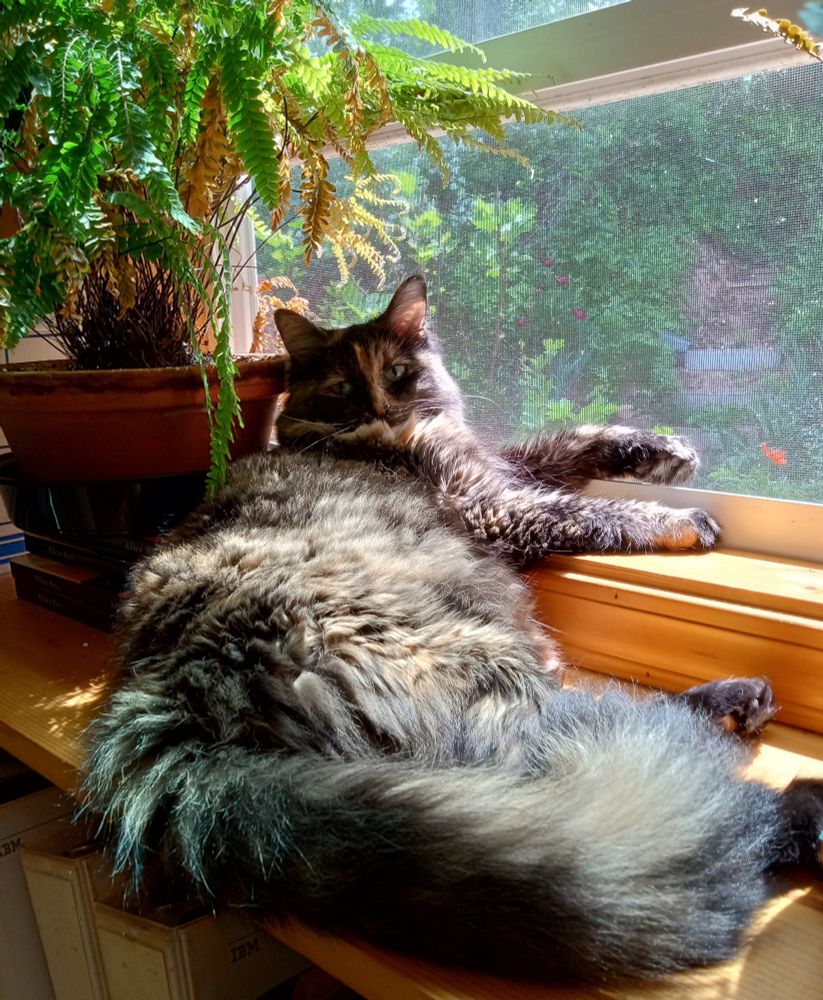 A tortoise-shell cat lying on a sunny shelf in front of an open window.
