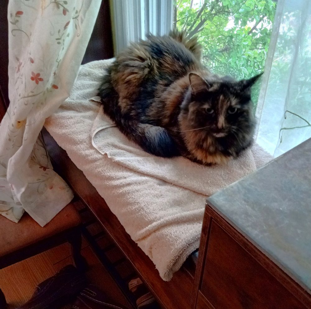A tortoise shell cat sitting on a bench in front of an open window.