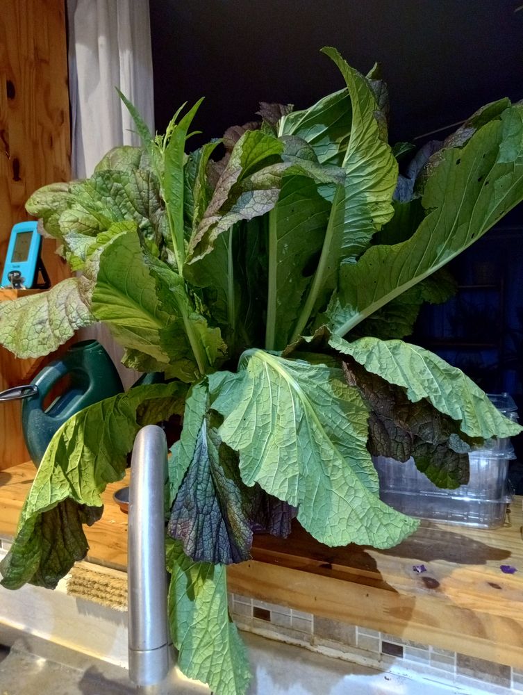 Long green and bronze leaves of Giant Red Mustard in a vase on a shelf.
