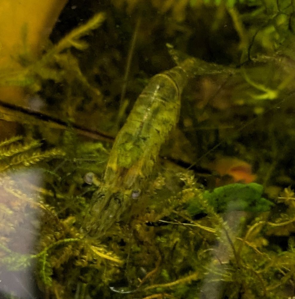 ghost shrimp, berried, in the moss