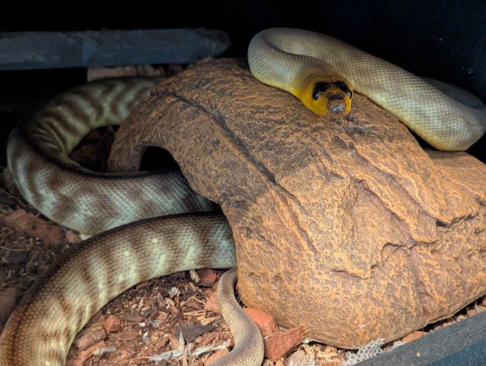 Waffles, a woma python, hanging out on his rock