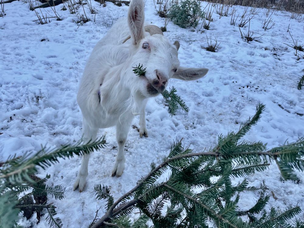 A white goat chomping on a branch of Christmas tree with a slightly deranged look in her eyes