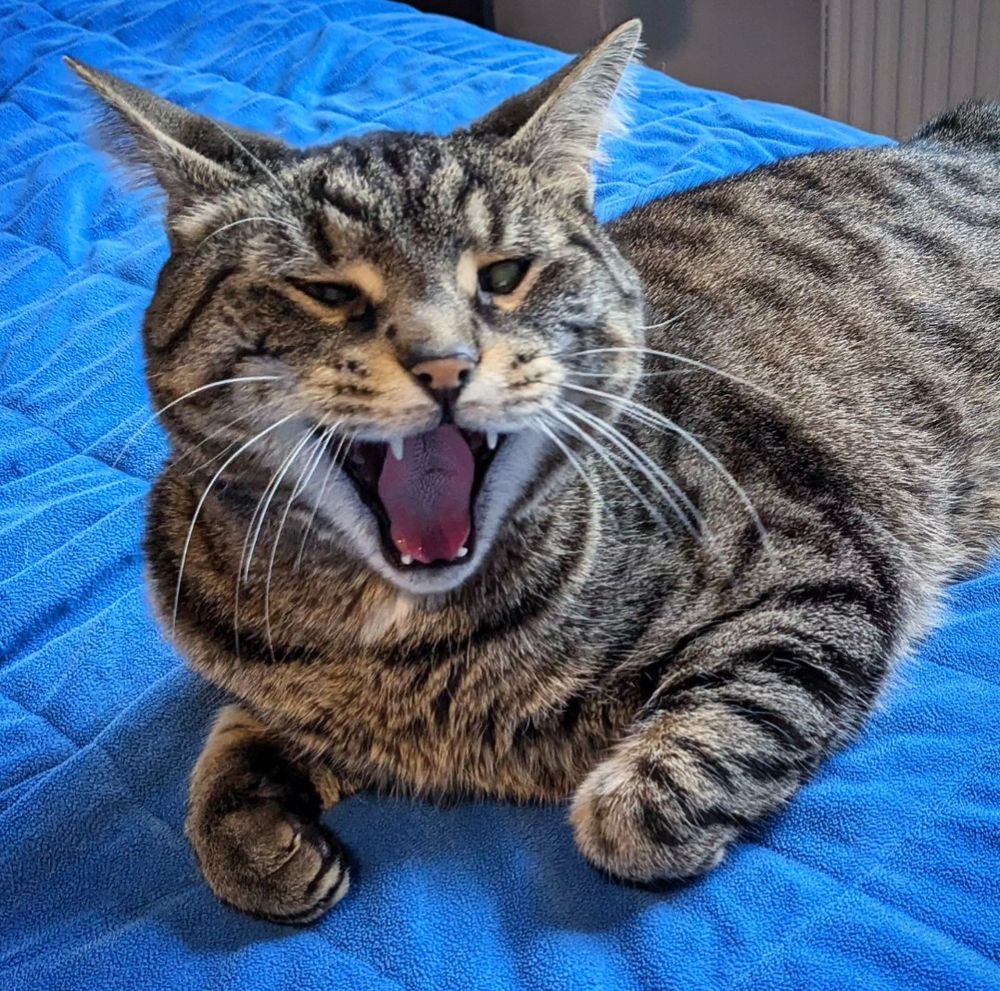 Cross-eyed tabby cat yawning.