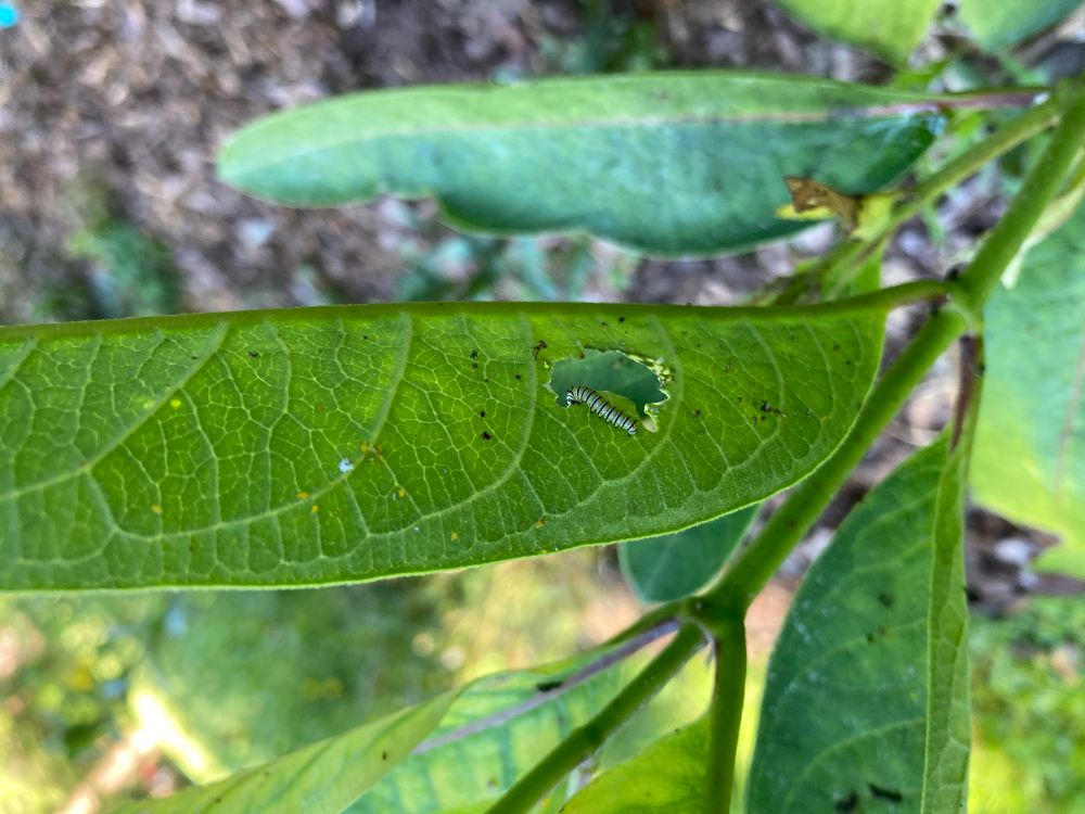 Monarch caterpillar