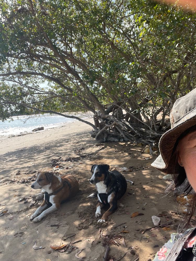 Corner of my head in a selfie with my two doggos on our local beach. It’s hot as so we are chilling in the shade!