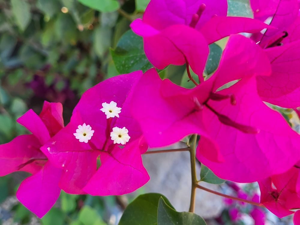 Pink flowers
