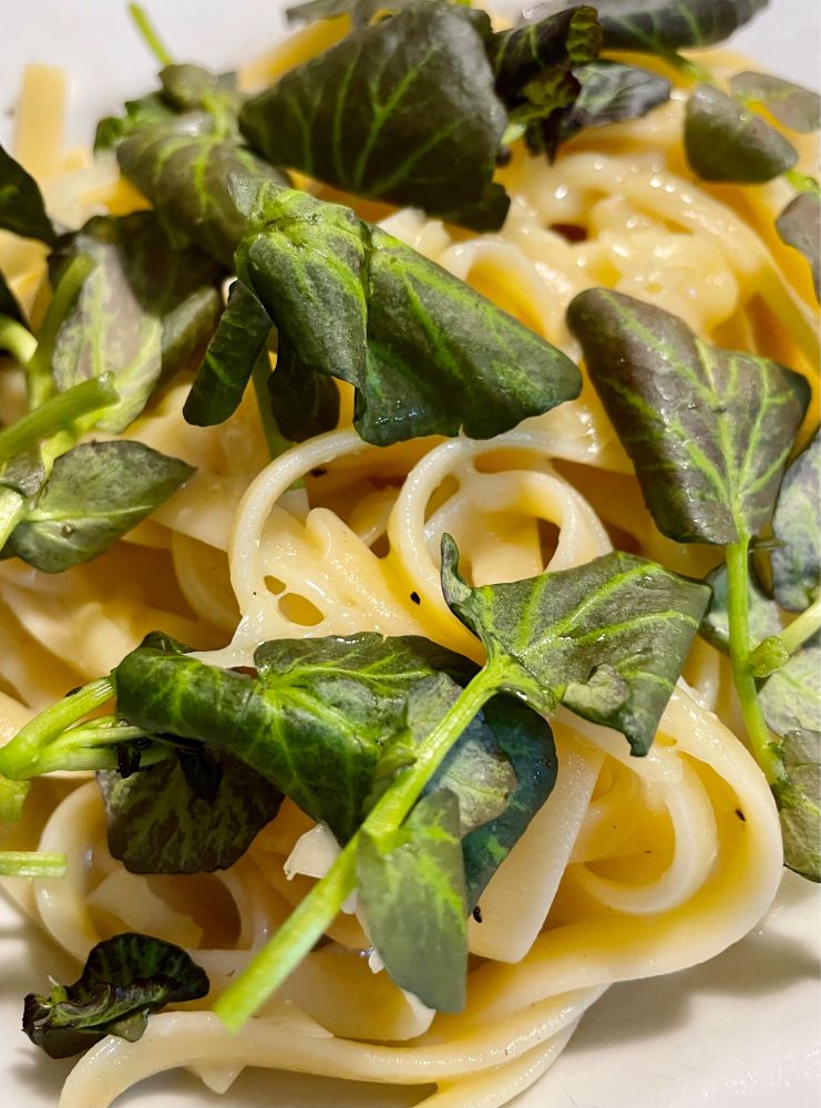 A foto mostra um prato de tagliatelle na manteiga com queijo meia cura ralado e folhas de agrião roxo