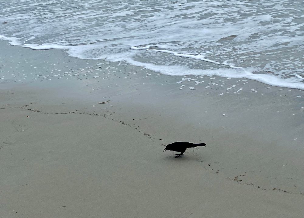 A black bird (grackle) with something in its beak. It’s standing on the sand next to the white foam of a wave 