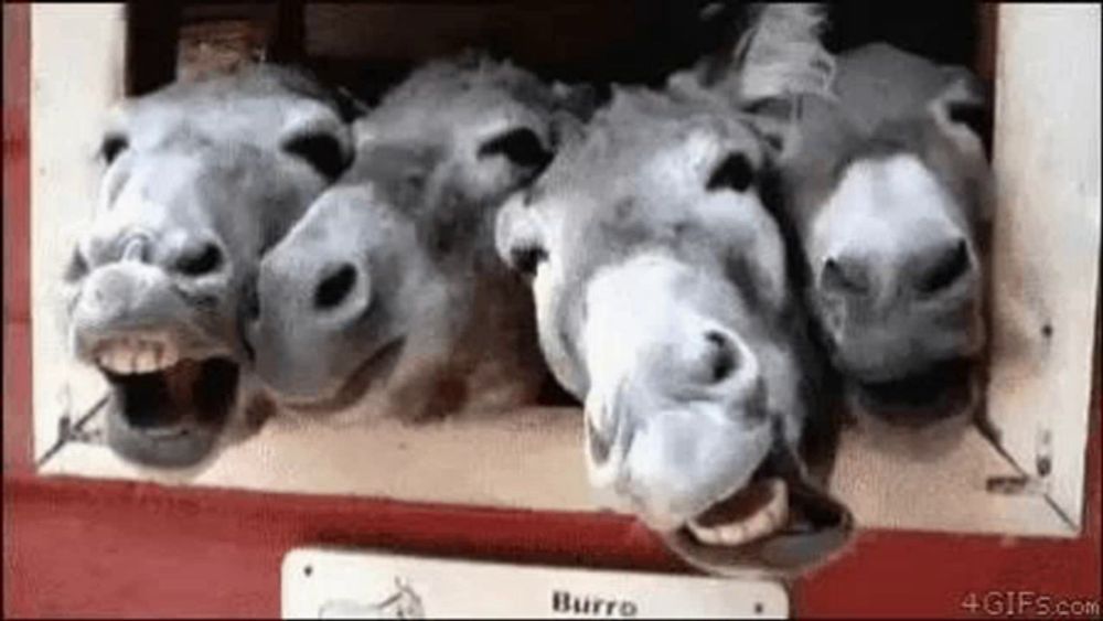 a group of donkeys are sticking their heads out of a window and smiling .