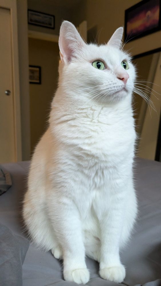 Close-up of a white cat, staring into the distance.
