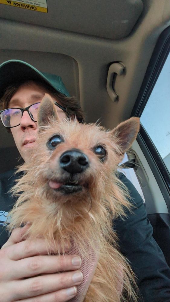 Small brown dog with her tongue sticking out, looking straight into the camera. Her new foster human is holding her and in the background.
