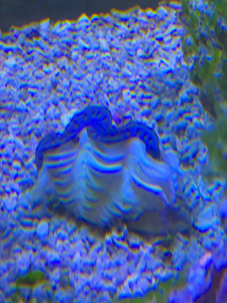 Tridacna Maxima - Mördermuschel
