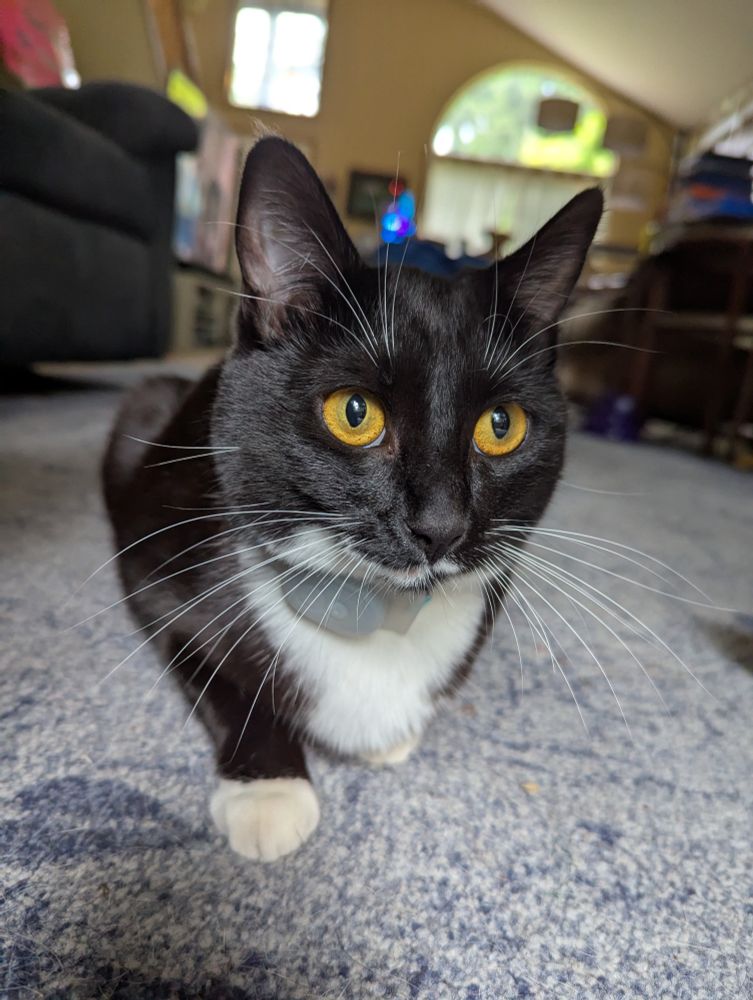 Black and white tuxedo cat with gold eyes sitting on a rug while looking into the distance.