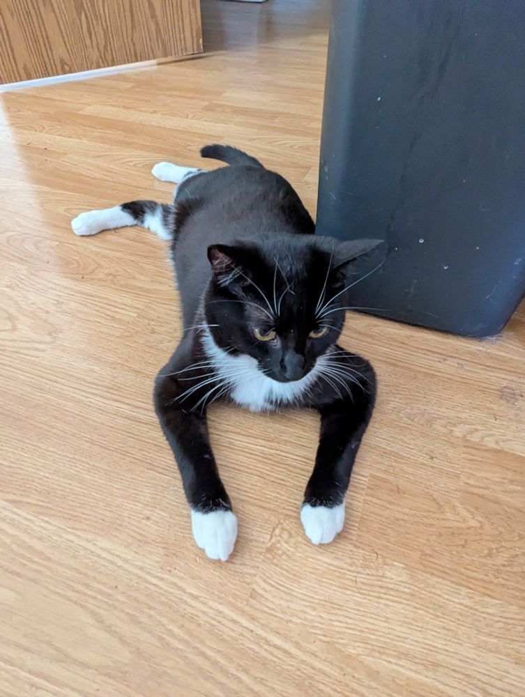 Black and white tuxedo cat stretched out on a wood floor with her elbows out to the side.
