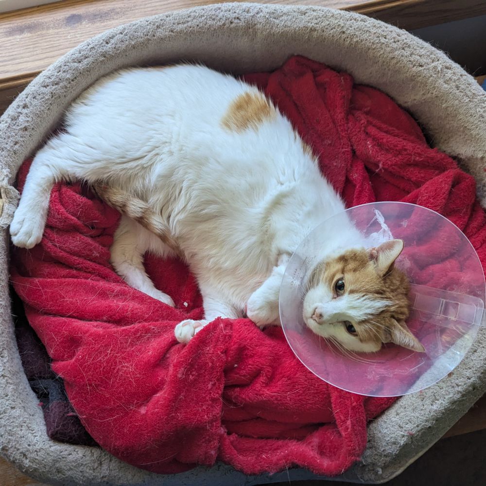 White and orange cat wearing a cone laying on a red blanket. Part of his foreleg has a shaved spot.