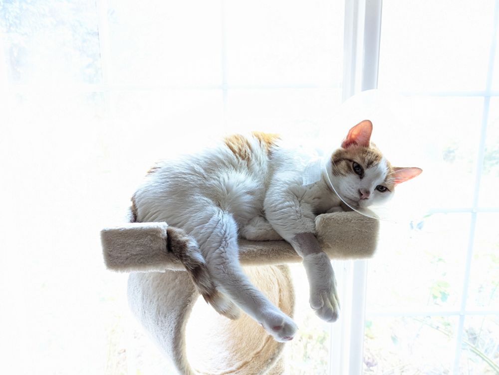White and orange cat wearing a cone laying on top of a cat tree. His foreleg has a shaved band, and he has a look of resignation.