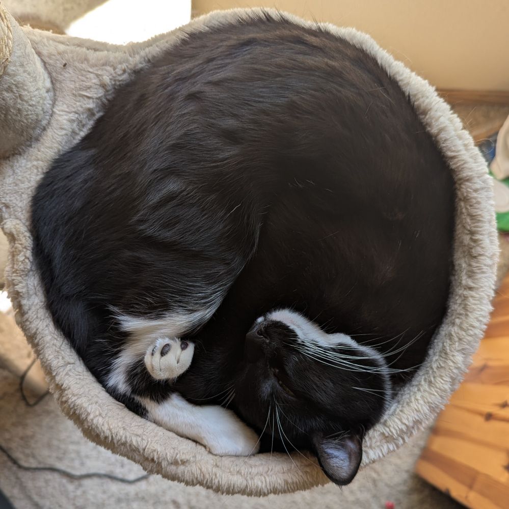 Black and white tuxedo cat curled up in a round hammock on a cat tree.
